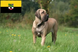 Read more about the article Fila Brasileiro tenyésztők és kölykök Szász-Anhaltban