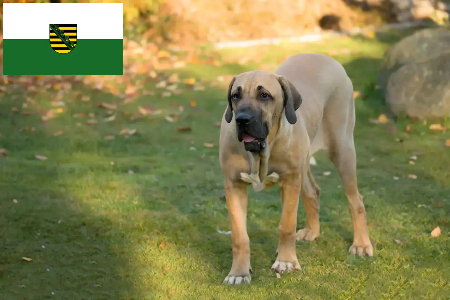 Read more about the article Fila Brasileiro tenyésztők és kölykök Szászországban