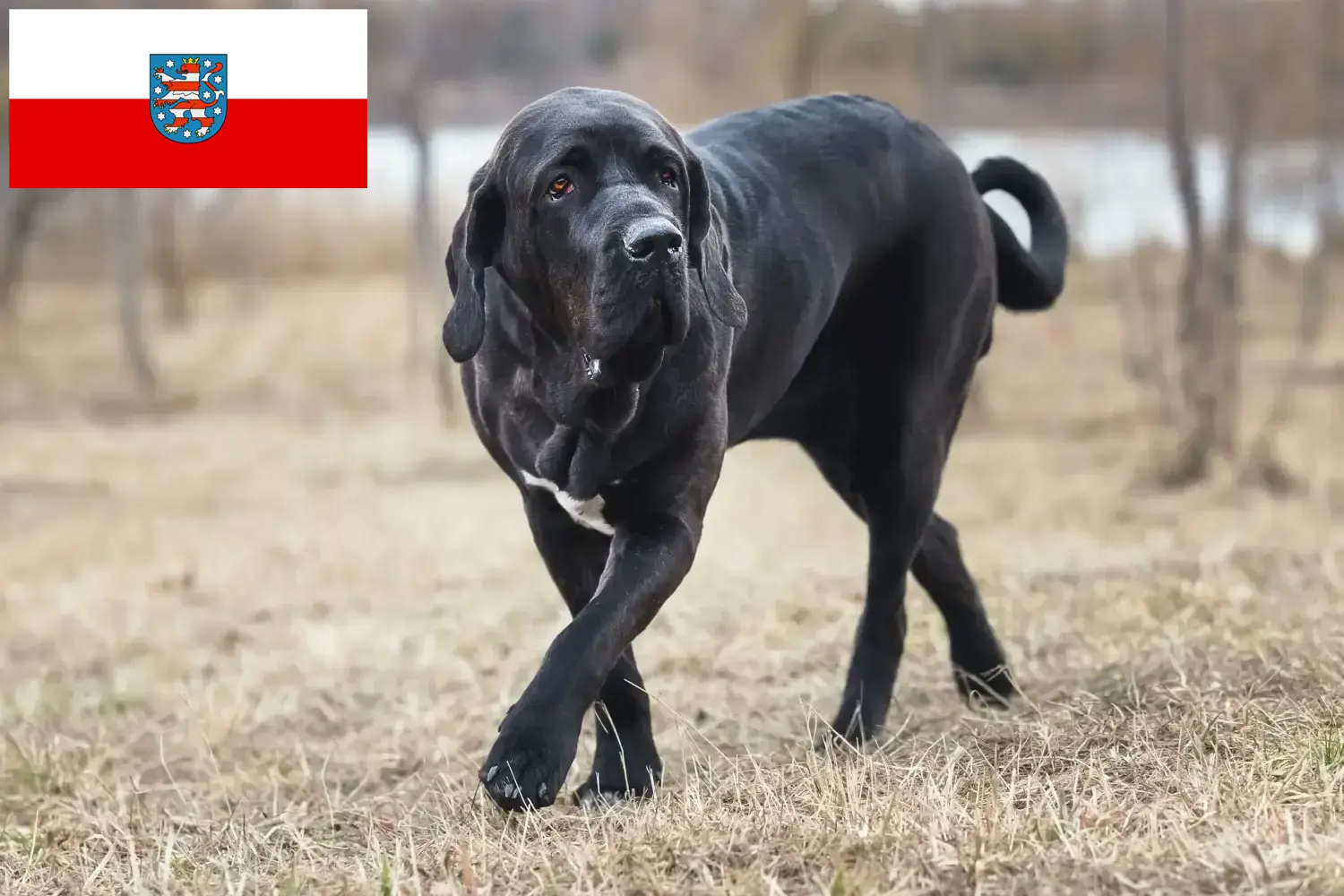 Read more about the article Fila Brasileiro tenyésztők és kölykök Türingiában