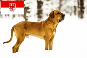 Read more about the article Fila Brasileiro tenyésztők és kölykök Brandenburgban