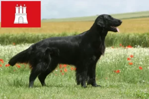 Read more about the article Flat Coated Retriever tenyésztők és kölykök Hamburgban