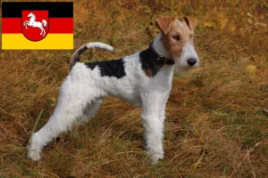 Read more about the article Foxterrier tenyésztők és kiskutyák Alsó-Szászországban