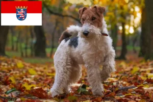 Read more about the article Foxterrier tenyésztők és kölykök Hessenben