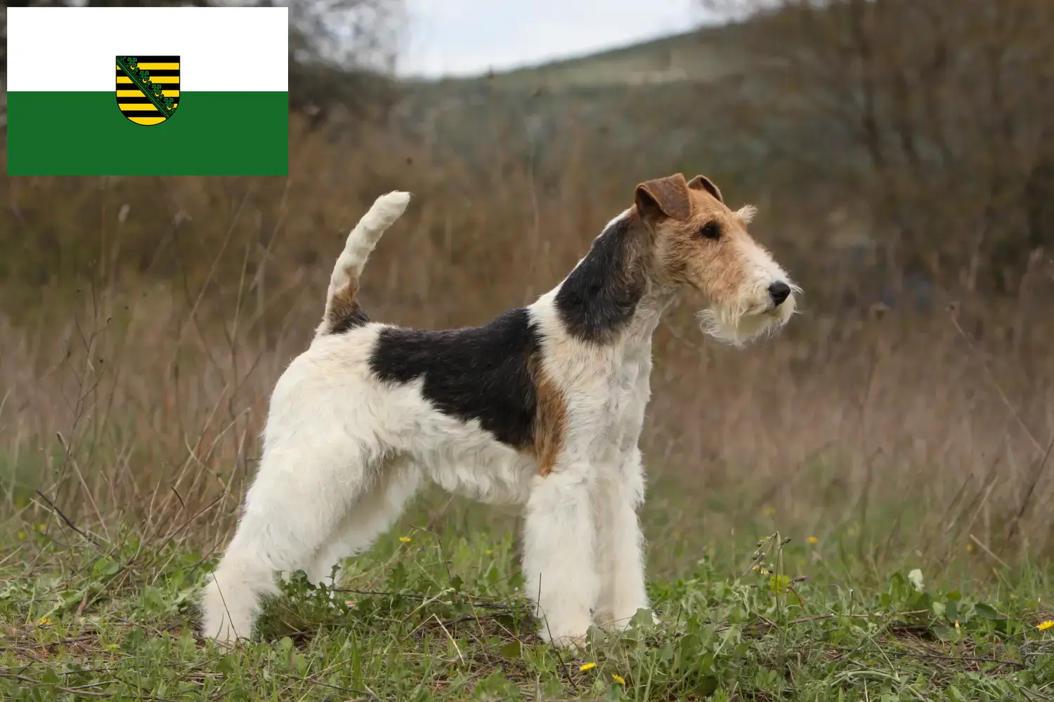 Read more about the article Foxterrier tenyésztők és kölykök Szászországban