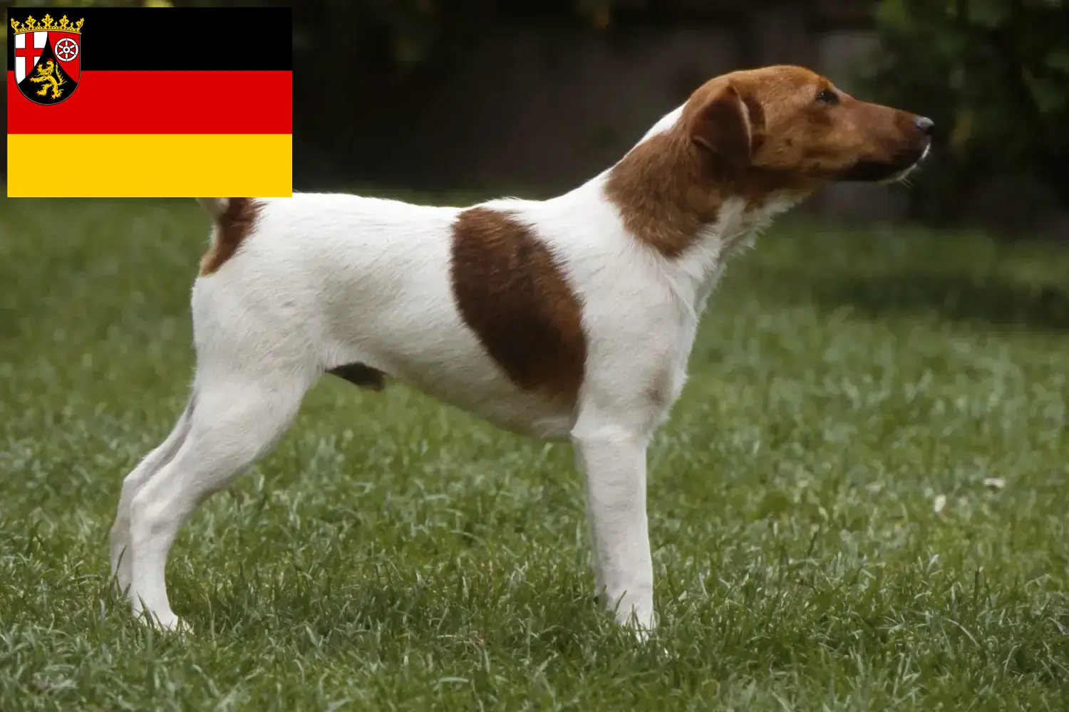 Read more about the article Foxterrier tenyésztők és kiskutyák Rajna-vidék-Pfalzban