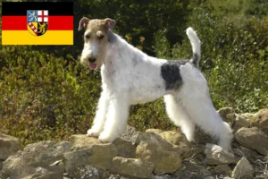 Read more about the article Foxterrier tenyésztők és kölykök Saarlandban