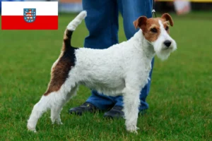 Read more about the article Foxterrier tenyésztők és kölykök Türingiában