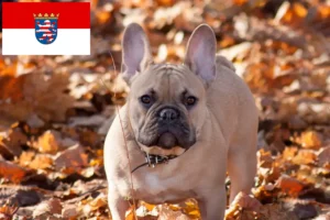 Read more about the article Francia bulldog tenyésztők és kölykök Hessenben