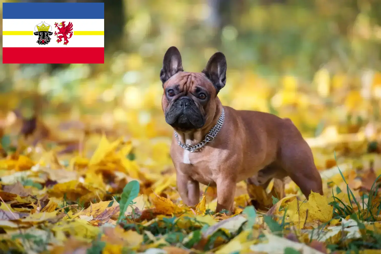 Read more about the article Francia bulldog tenyésztők és kölykök Mecklenburg-Elő-Pomeránia tartományban