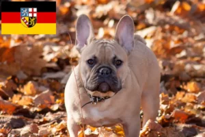 Read more about the article Francia bulldog tenyésztők és kölykök Saar-vidéken