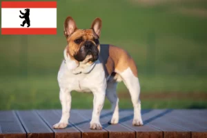 Read more about the article Francia bulldog tenyésztők és kölykök Berlinben