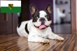 Read more about the article Francia bulldog tenyésztők és kölykök Szászországban
