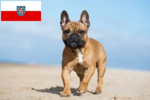 Read more about the article Francia bulldog tenyésztők és kölykök Türingiában