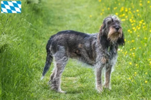 Read more about the article Griffon Bleu de Gascogne tenyésztők és kiskutyák Bajorországban