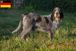 Read more about the article Griffon Bleu de Gascogne tenyésztők és kiskutyák Rajna-vidék-Pfalzban