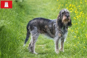 Read more about the article Griffon Bleu de Gascogne tenyésztők és kölykök Hamburgban