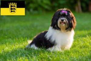 Read more about the article Havanese tenyésztők és kölykök Baden-Württembergben