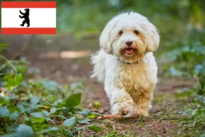 Read more about the article Havanese tenyésztők és kiskutyák Berlinben