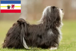 Read more about the article Havanese tenyésztők és kiskutyák Mecklenburg-Elő-Pomeránia tartományban