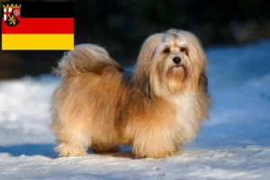 Read more about the article Havanese tenyésztők és kiskutyák Rajna-vidék-Pfalzban