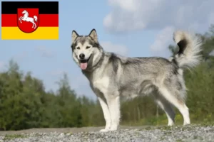 Read more about the article Husky tenyésztők és kiskutyák Alsó-Szászországban