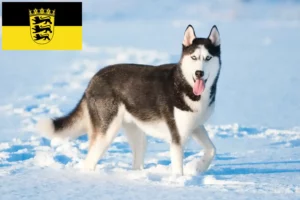 Read more about the article Husky tenyésztők és kiskutyák Baden-Württembergben