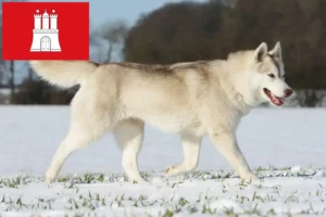 Read more about the article Husky tenyésztők és kölykök Hamburgban