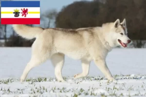 Read more about the article Husky tenyésztők és kiskutyák Mecklenburg-Vorpommernben