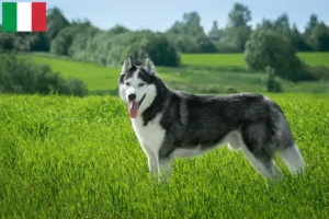 Read more about the article Husky tenyésztők és kiskutyák Olaszországban