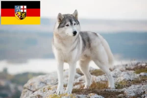 Read more about the article Husky tenyésztők és kiskutyák Saar-vidéken