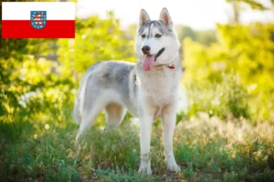 Read more about the article Husky tenyésztők és kiskutyák Türingiában