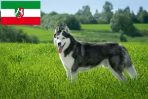 Read more about the article Husky tenyésztők és kiskutyák Észak-Rajna-Vesztfália területén