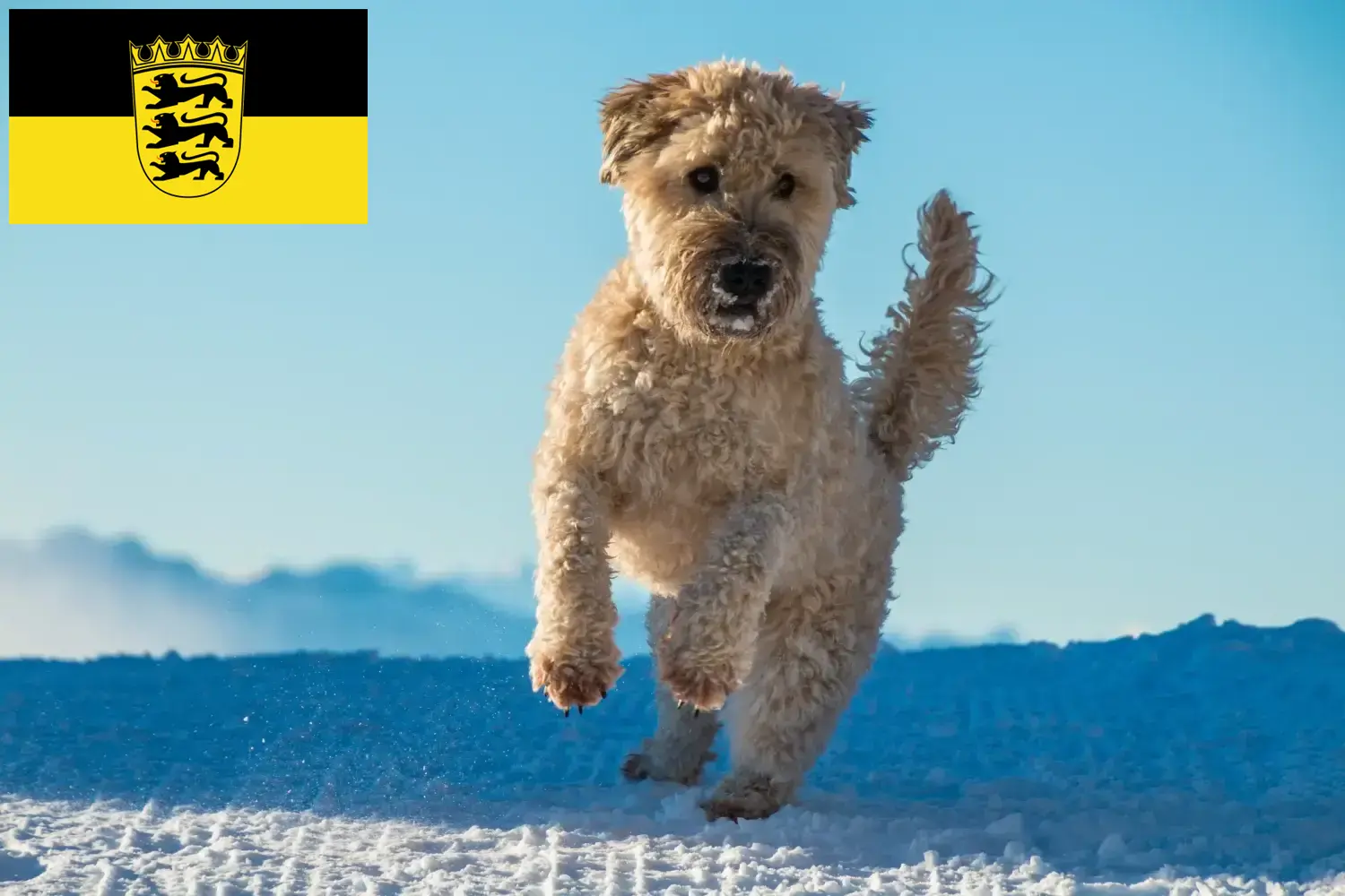 Read more about the article Irish Soft Coated Wheaten Terrier tenyésztők és kölykök Baden-Württemberg területén