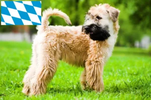 Read more about the article Ír Soft Coated Wheaten Terrier tenyésztők és kiskutyák Bajorországban