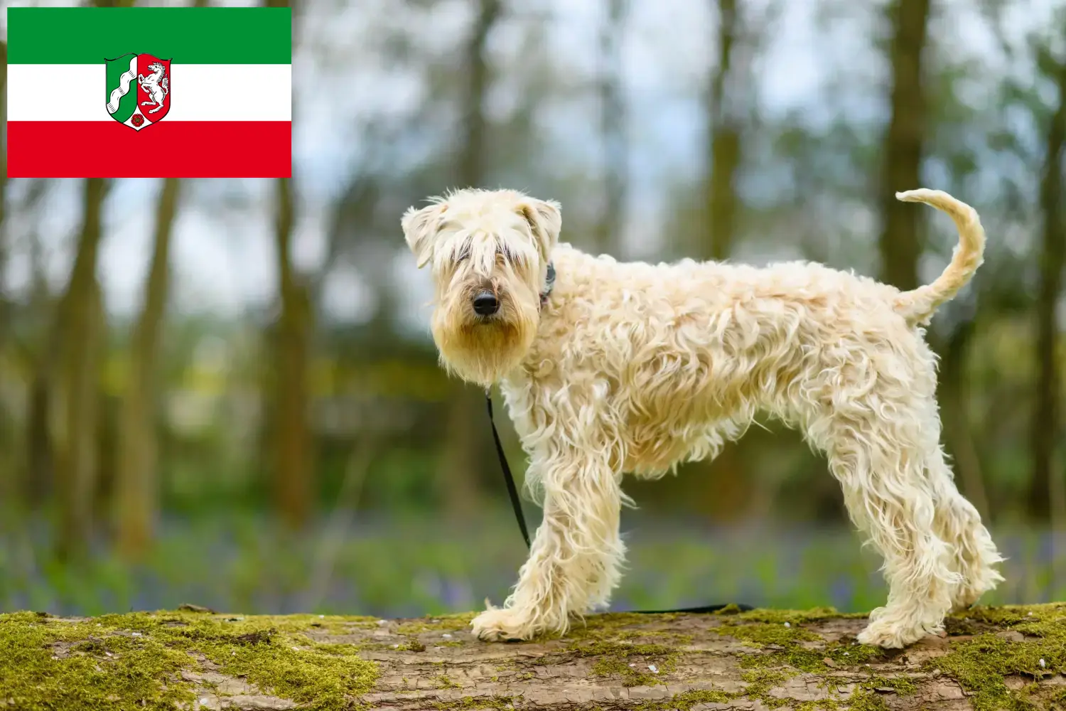 Read more about the article Irish Soft Coated Wheaten Terrier tenyésztők és kölykök Észak-Rajna-Vesztfália területén