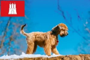 Read more about the article Irish Soft Coated Wheaten Terrier tenyésztők és kölykök Hamburgban