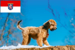 Read more about the article Irish Soft Coated Wheaten Terrier tenyésztők és kölykök Hessenben