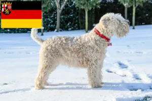 Read more about the article Irish Soft Coated Wheaten Terrier tenyésztők és kölykök Rajna-vidék-Pfalzban