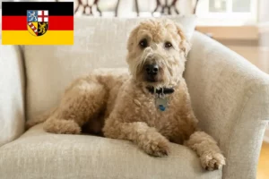 Read more about the article Irish Soft Coated Wheaten Terrier tenyésztők és kölykök Saarlandban