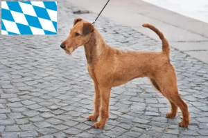 Read more about the article Ír terrier tenyésztők és kölykök Bajorországban