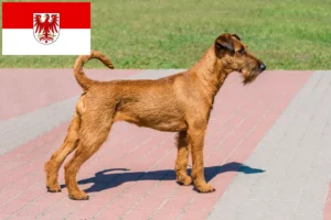 Read more about the article Ír terrier tenyésztők és kölykök Brandenburgban