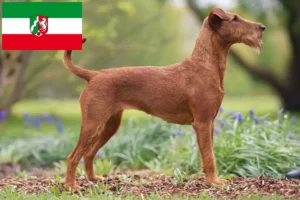 Read more about the article Ír terrier tenyésztők és kiskutyák Észak-Rajna-Vesztfália területén