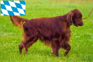 Read more about the article Irish Red Setter tenyésztők és kölykök Bajorországban