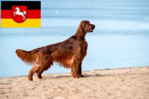 Read more about the article Irish Red Setter tenyésztők és kölykök Alsó-Szászországban