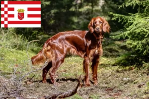 Read more about the article Irish Red Setter tenyésztő és kölykök Brémában