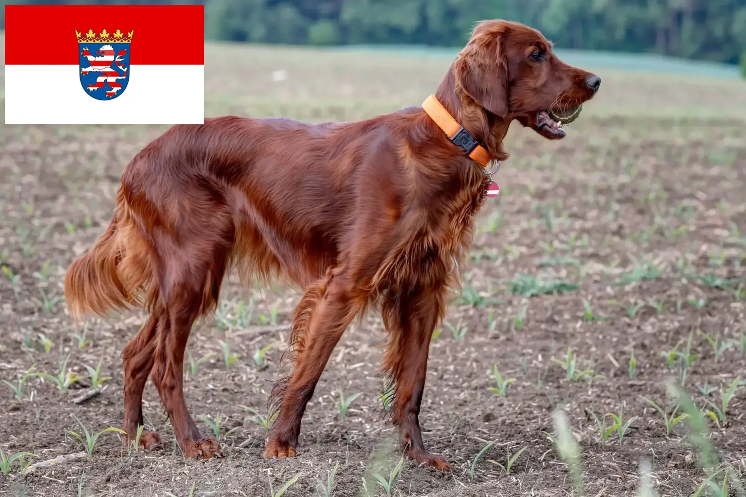 Read more about the article Irish Red Setter tenyésztők és kölykök Hessenben