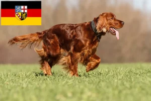 Read more about the article Irish Red Setter tenyésztők és kölykök Saarlandban