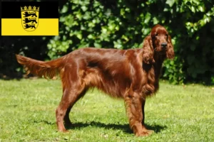 Read more about the article Irish Red Setter tenyésztők és kölykök Baden-Württembergben