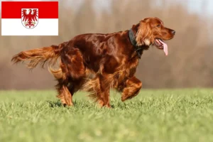 Read more about the article Irish Red Setter tenyésztők és kölykök Brandenburgban