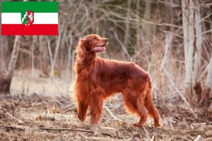 Read more about the article Irish Red Setter tenyésztők és kölykök Észak-Rajna-Vesztfália területén